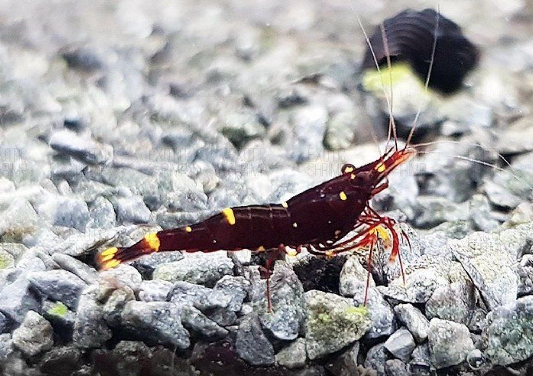 ? Caridina spinata “Yellow Cheek Bee” — Gambita exótica de agua dulce