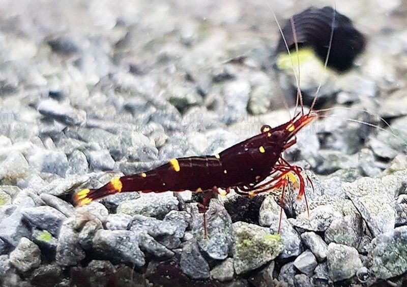 ? Caridina spinata “Yellow Cheek Bee” — Gambita exótica de agua dulce