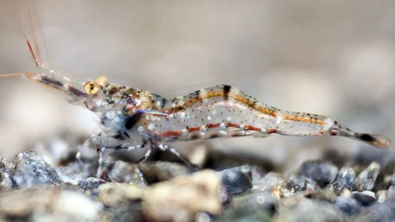 ? Caridina ensifera — Gamba exótica de agua dulce