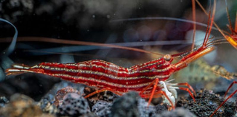 ??? Sulawesi “Blue Dot Red Line” — Gamba exótica de Sulawesi