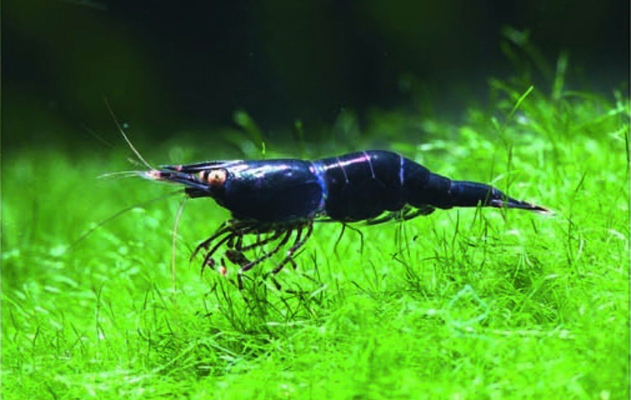 ? Caridina holthuisi — Gamba exótica de agua dulce
