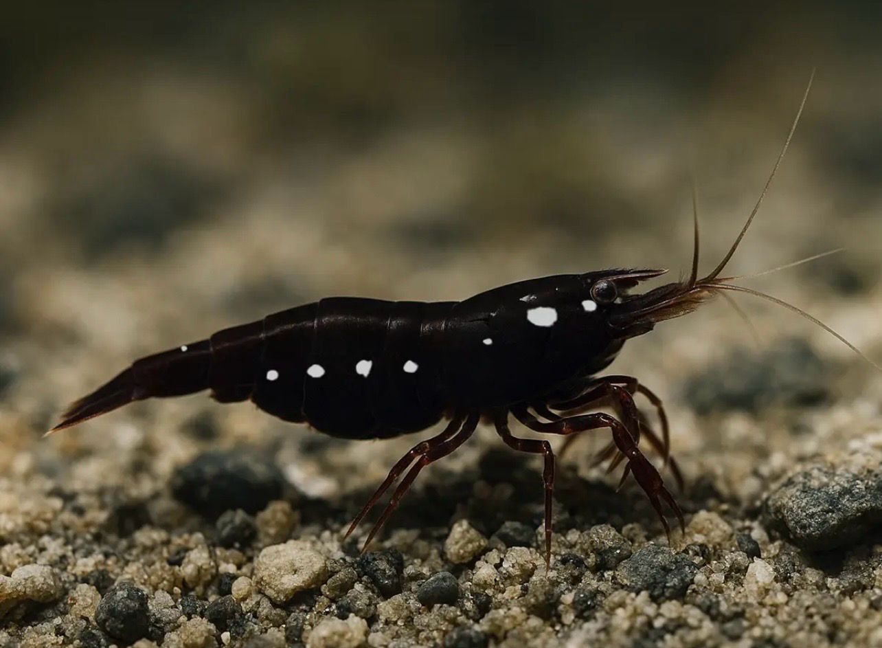 ? Sulawesi “Three Spot Red Bee” — Gamba exótica de Sulawesi