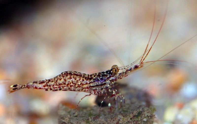 ?? Sulawesi “Starry Night” — Gamba exótica de Sulawesi