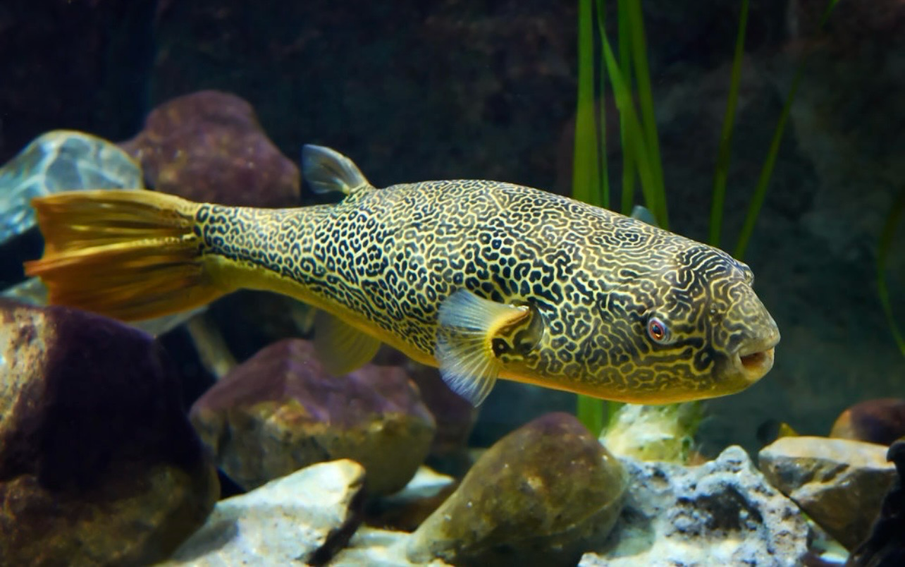 ? Tetraodon mbu 6–8 cm — Pez Mbu o Pez Globo Gigante