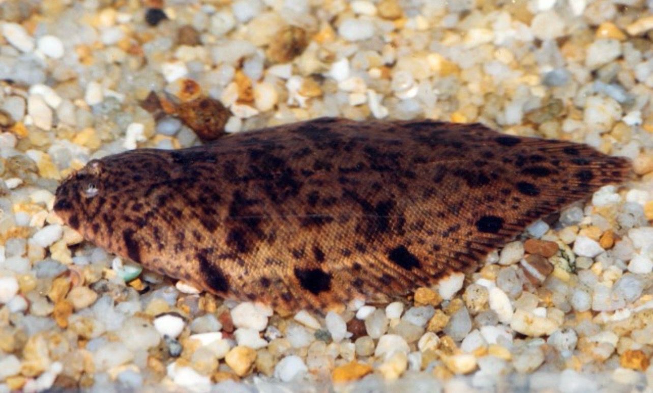 ? Brachirus villosus — Lenguado de agua dulce