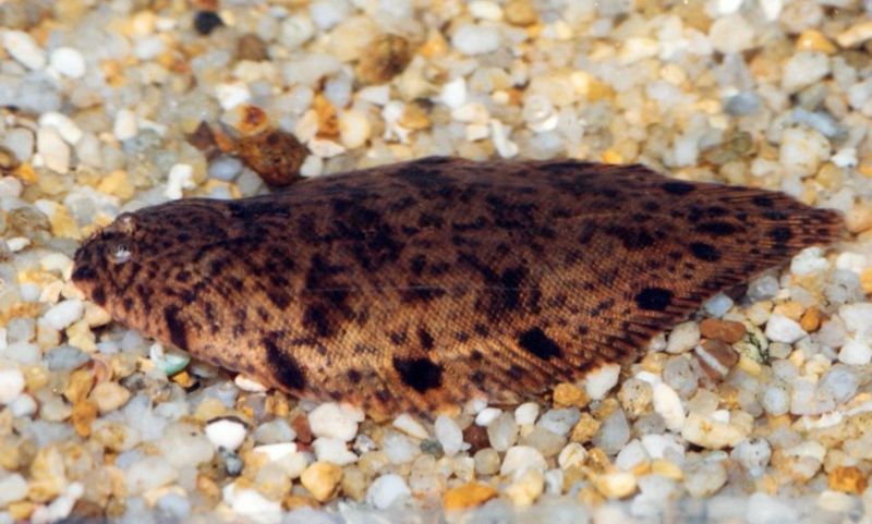 ? Brachirus villosus — Lenguado de agua dulce ? Brachirus villosus — Lenguado de agua dulce