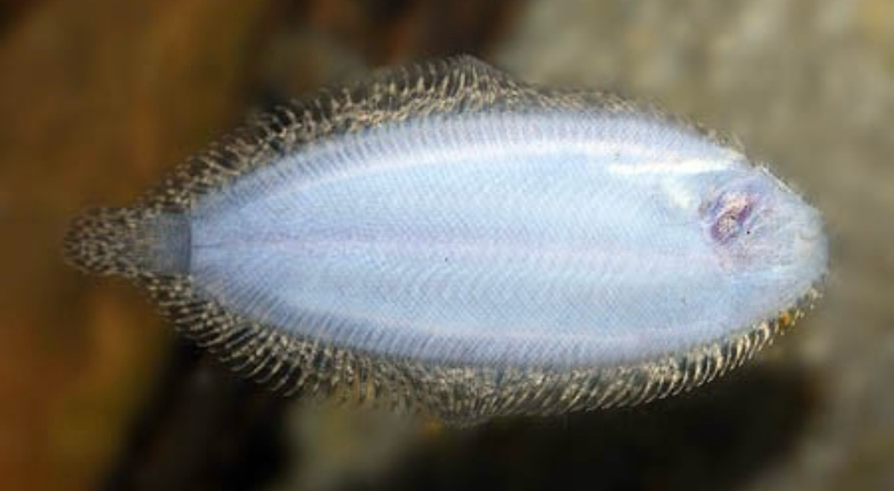 ? Brachirus villosus — Lenguado de agua dulce