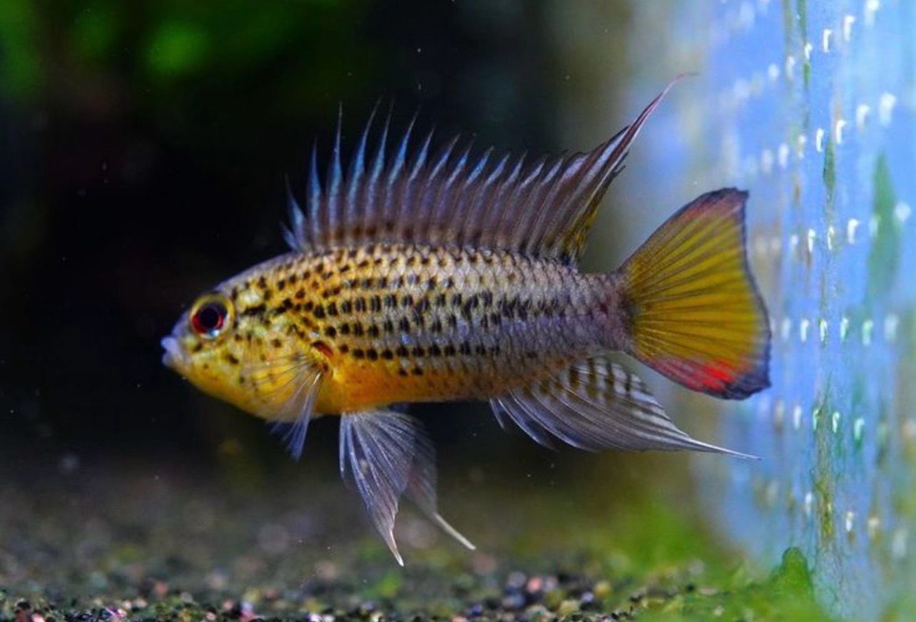 ? Apistogramma guttata — Cíclido enano amazónico pareja