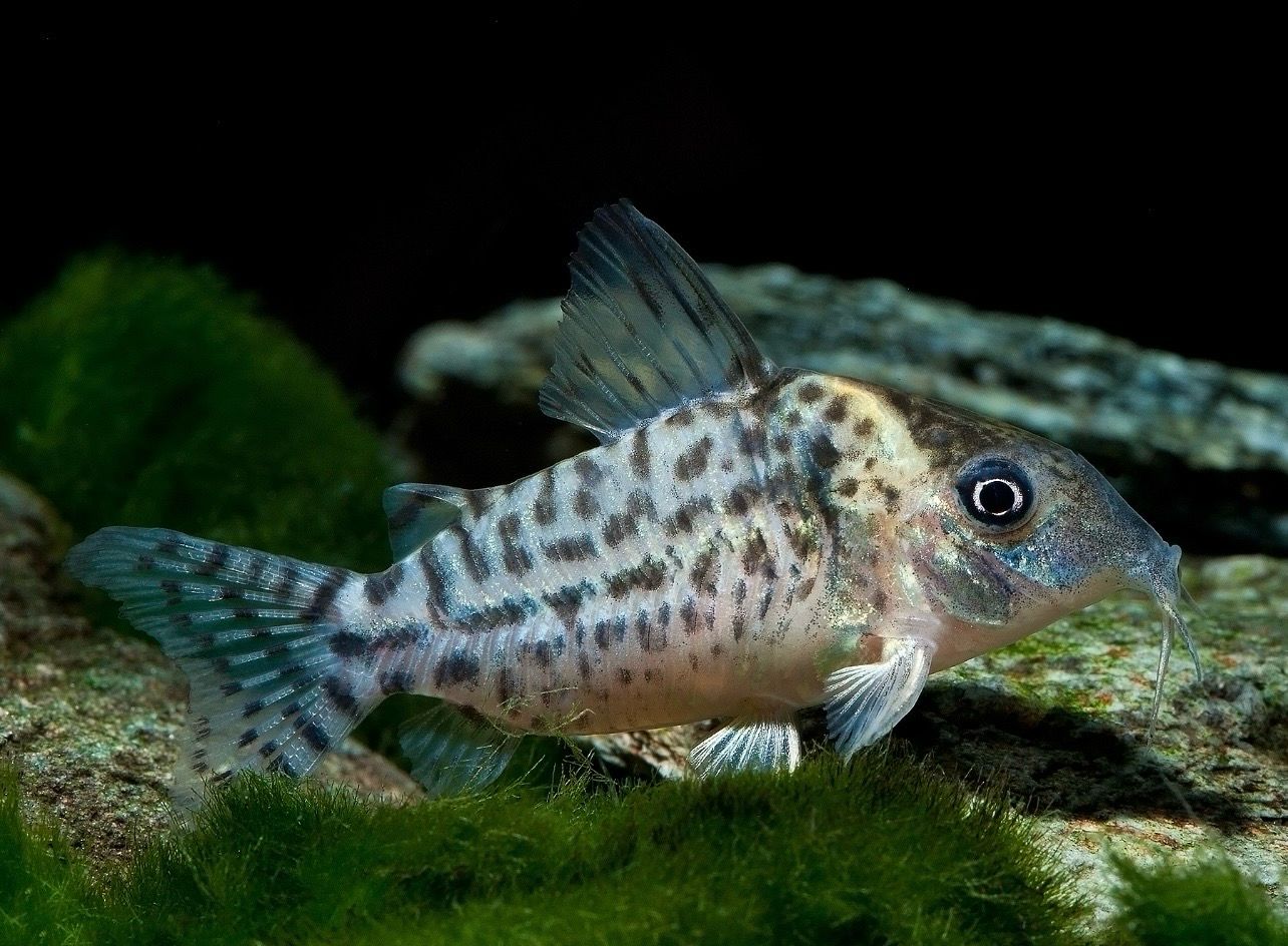 ? Corydora punctatus | Corydoras punctatus
