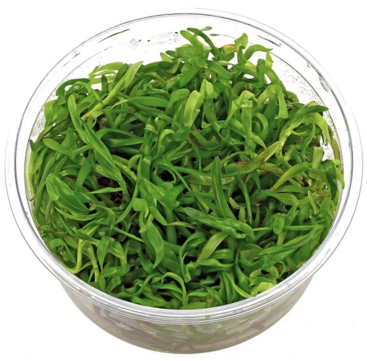 ? Heteranthera zosterifolia — Planta de acuario de crecimiento rápido