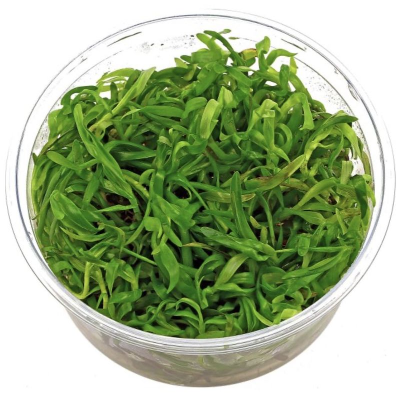 ? Heteranthera zosterifolia — Planta de acuario de crecimiento rápido