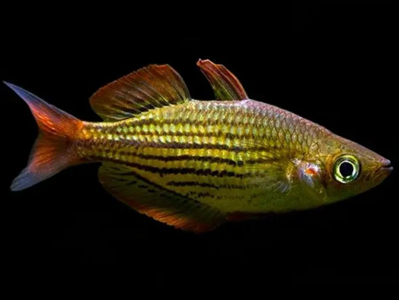 ? Melanotaenia maccullochi — Pez arcoíris de McCulloch