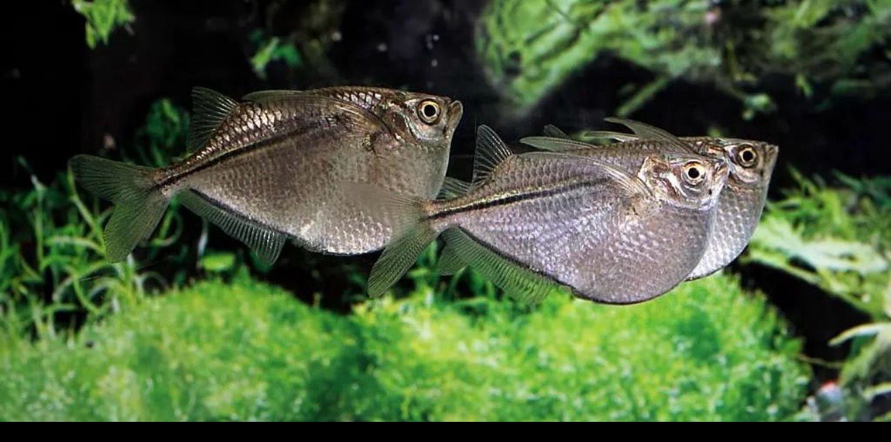 ? Pez hacha Carnegiella stellata (Pez hacha estrellado)