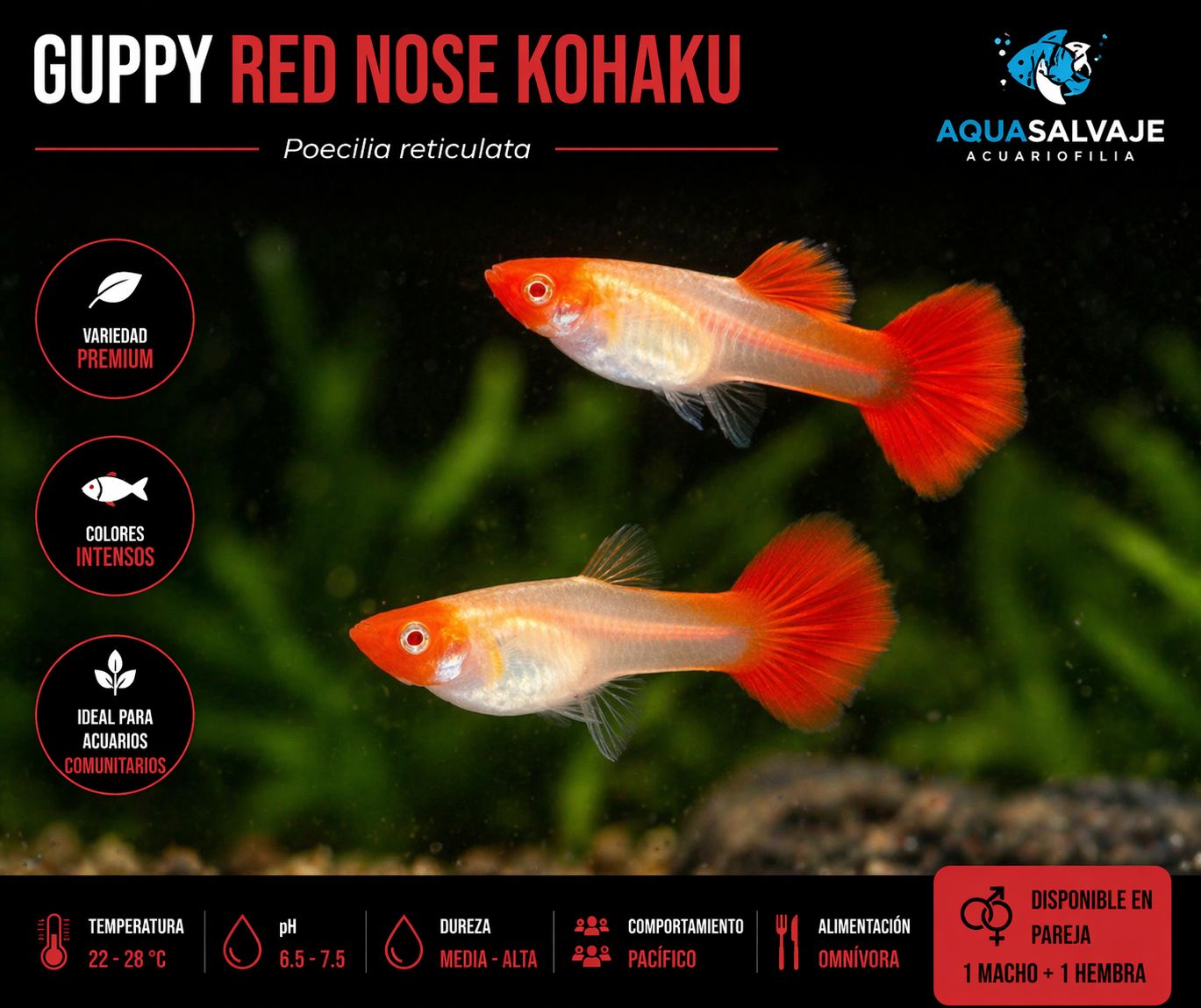 ? Guppy Red Nose Kohaku (Pareja) | Poecilia reticulata