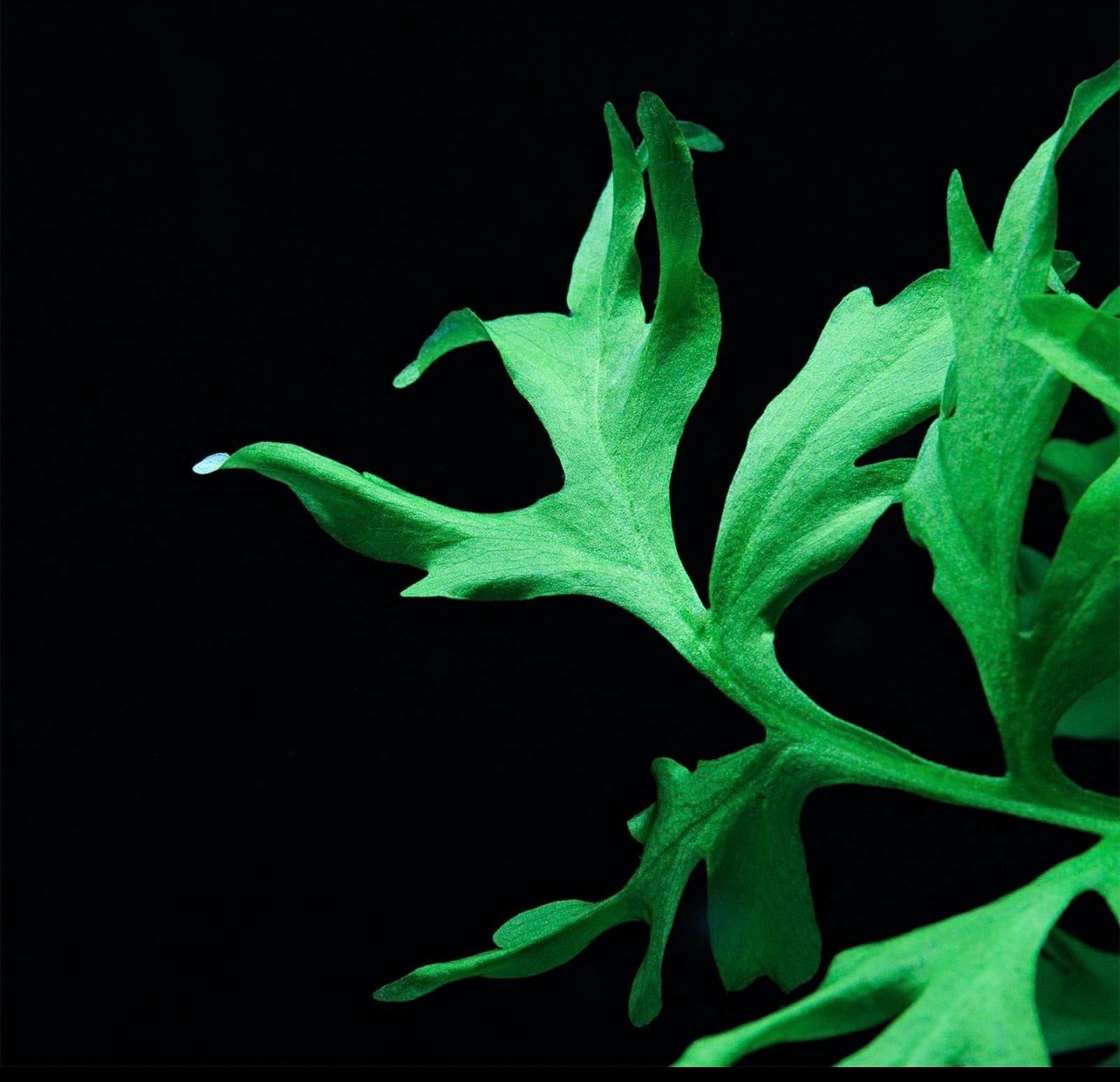 ? Ceratopteris cornuta | Helecho flotante de crecimiento rápido