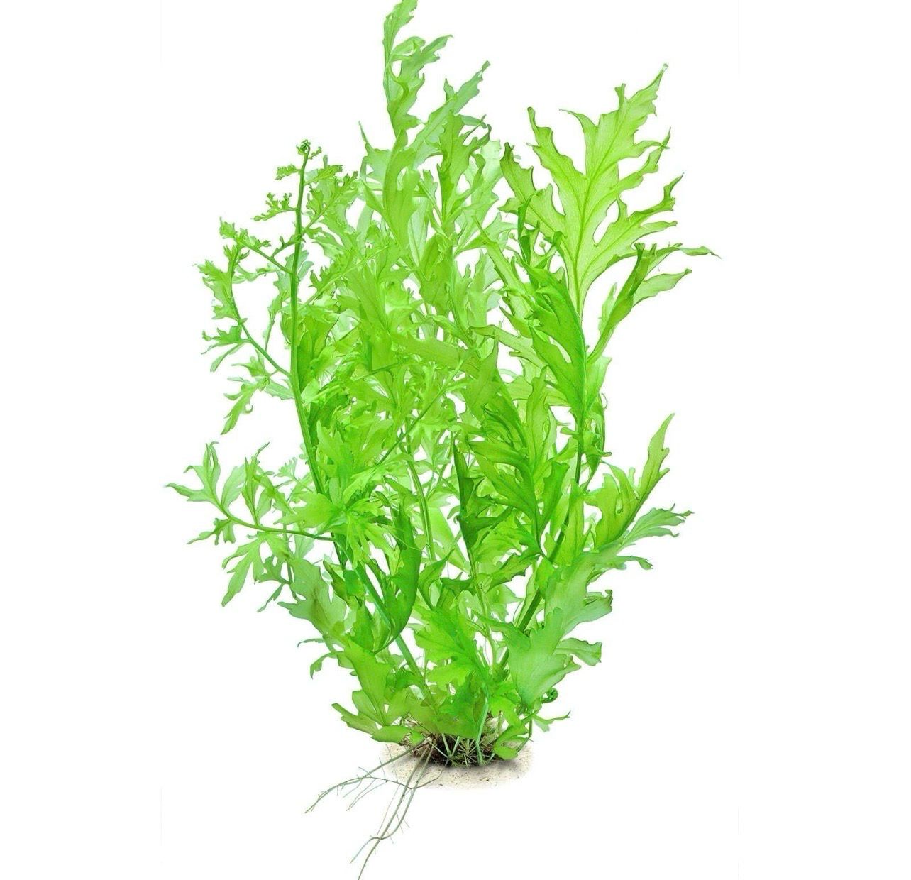 ? Ceratopteris cornuta | Helecho flotante de crecimiento rápido