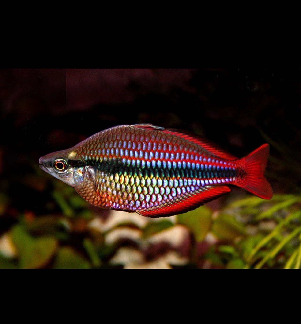 ?? Melanotaenia trifasciata | Pez arcoíris de tres bandas