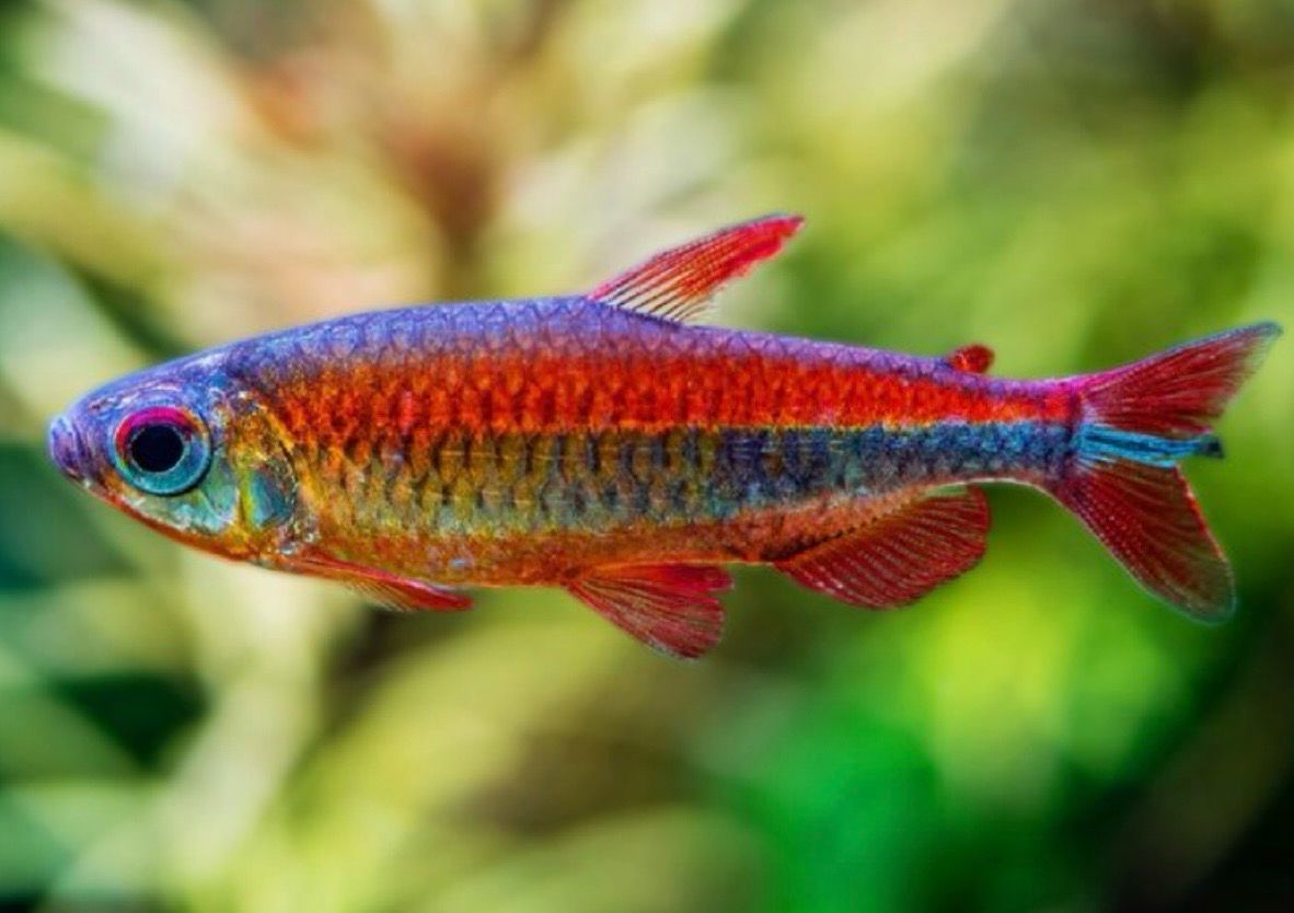 ✨? Phenacogrammus sp. “Fantastique” | Tetra del Congo Fantastique