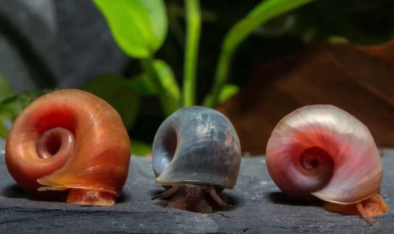 ? Helisoma anceps rosa / azul / naranja | Caracol planorbis gigante
