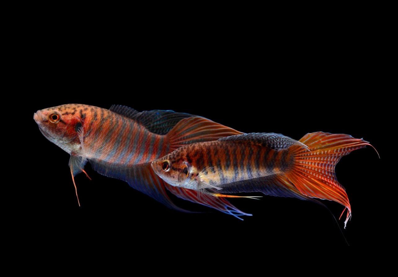 ?? Macropodus opercularis “Tiger” | Pez Paraíso Tigre