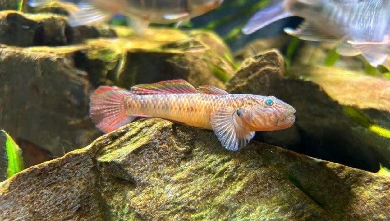 ? Rhinogobius cf. davidi “White Fin” | Gobio chino de aleta blanca
