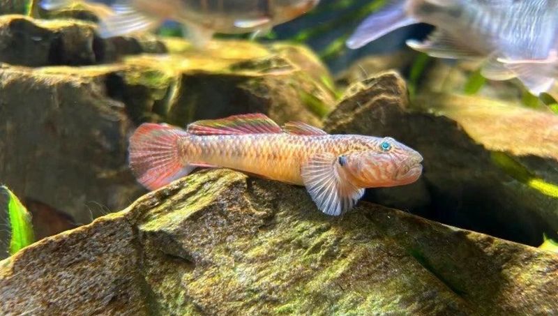 ? Rhinogobius cf. davidi “White Fin” | Gobio chino de aleta blanca