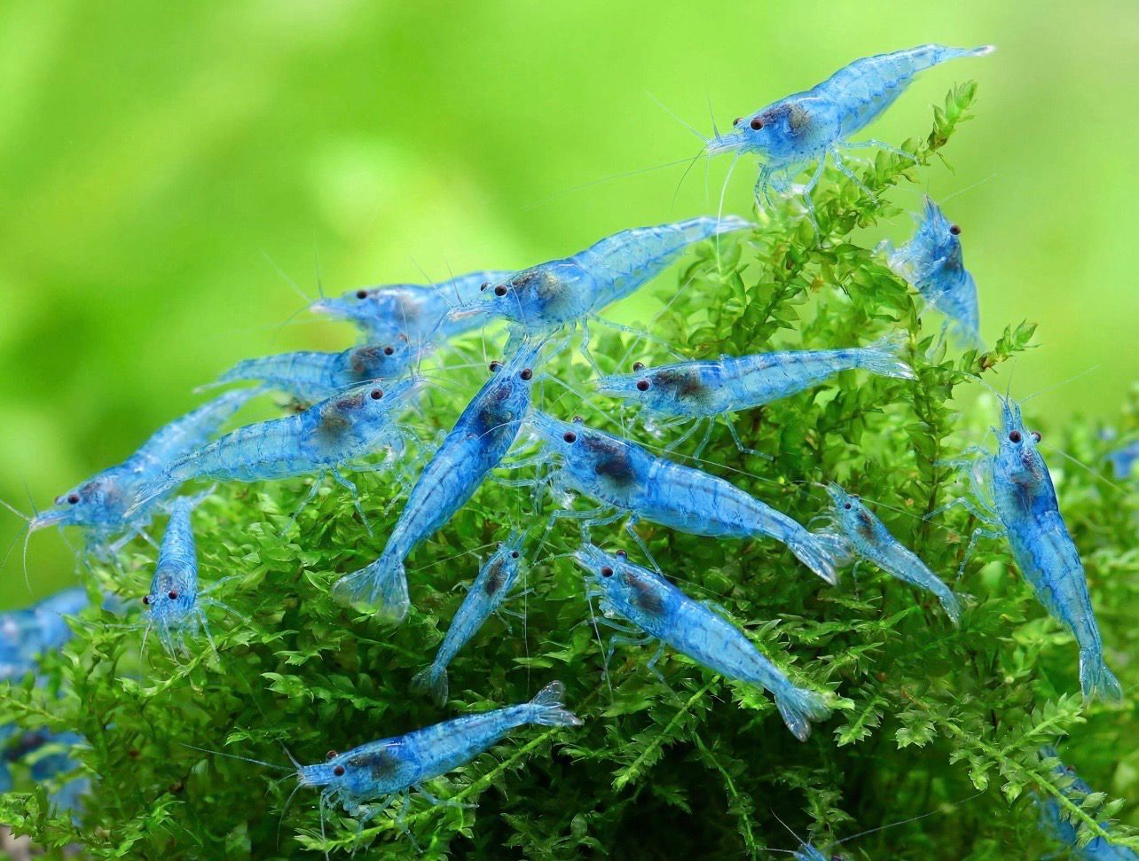 ?? Neocaridina davidi “Blue Jelly” | Gamba de acuario grupo 10 ejemplares
