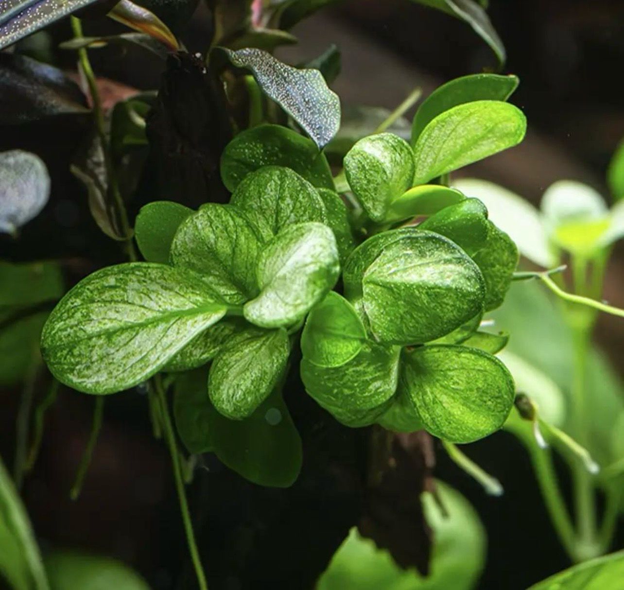 ? Lote 10 Anubias | Selección Variada al Azar