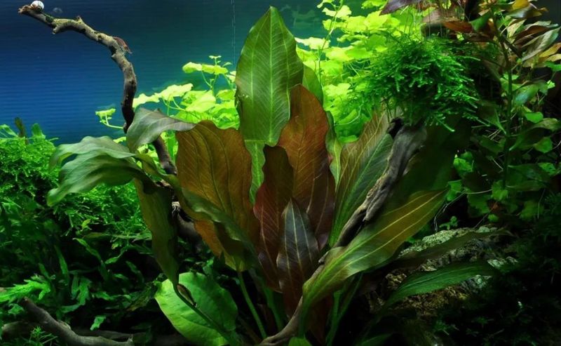?️? Echinodorus “Spidernet” | Planta roseta de gran impacto