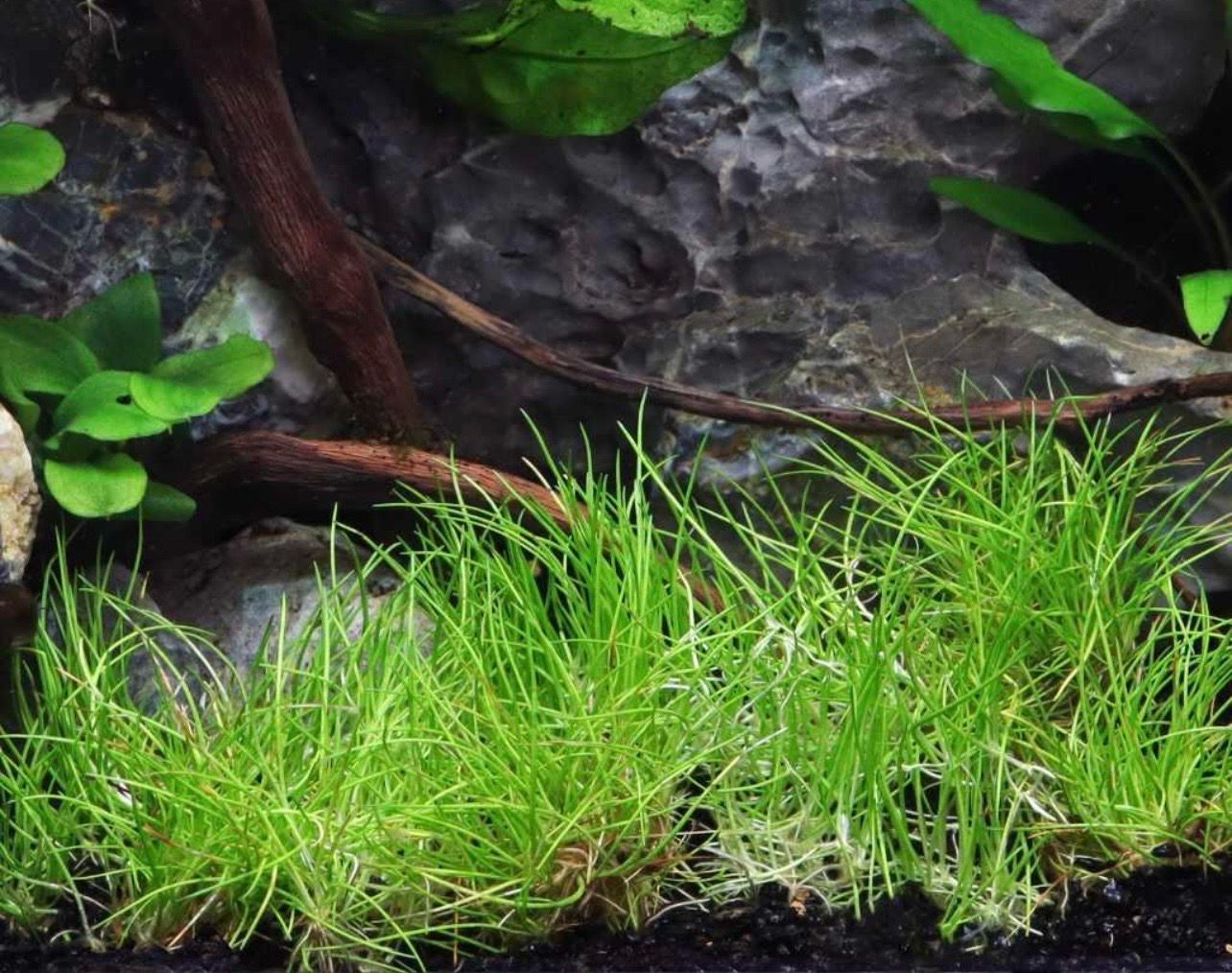 ? Eleocharis pusilla (Maceta) | Césped natural para acuarios