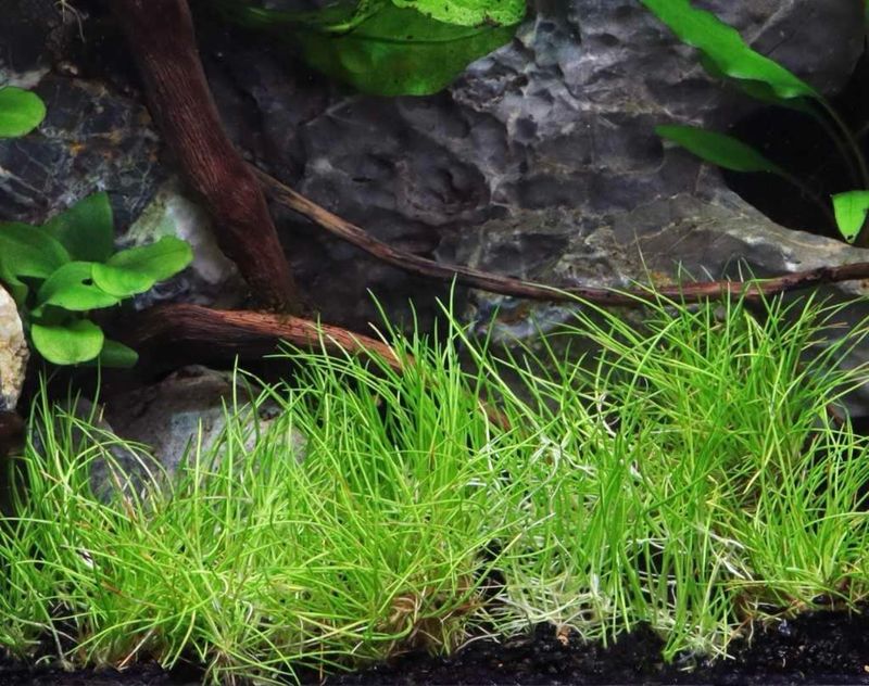 ? Eleocharis pusilla (Maceta) | Césped natural para acuarios