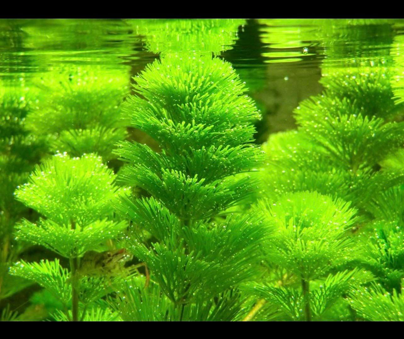 ? Cabomba acuática | Planta de tallo de crecimiento rápido