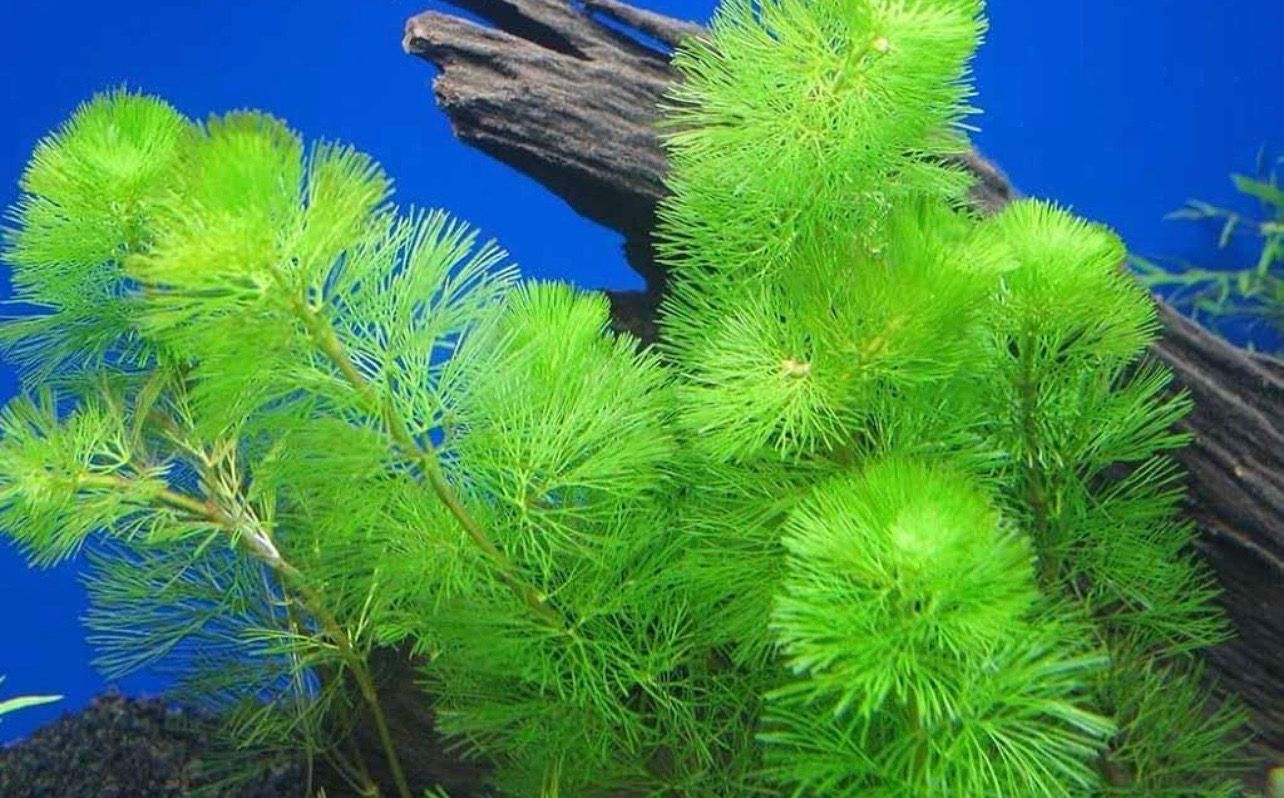 ? Cabomba acuática | Planta de tallo de crecimiento rápido