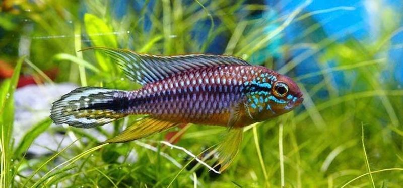 ?? Apistogramma caetei | Cíclido enano amazónico ?? Apistogramma caetei | Cíclido enano amazónico