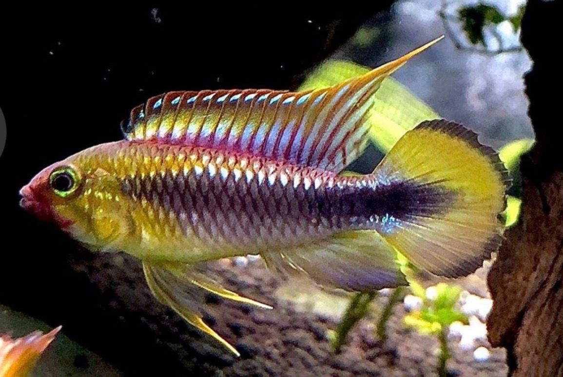 ?? Apistogramma abacaxis Pareja | Cíclido enano amazónico premium