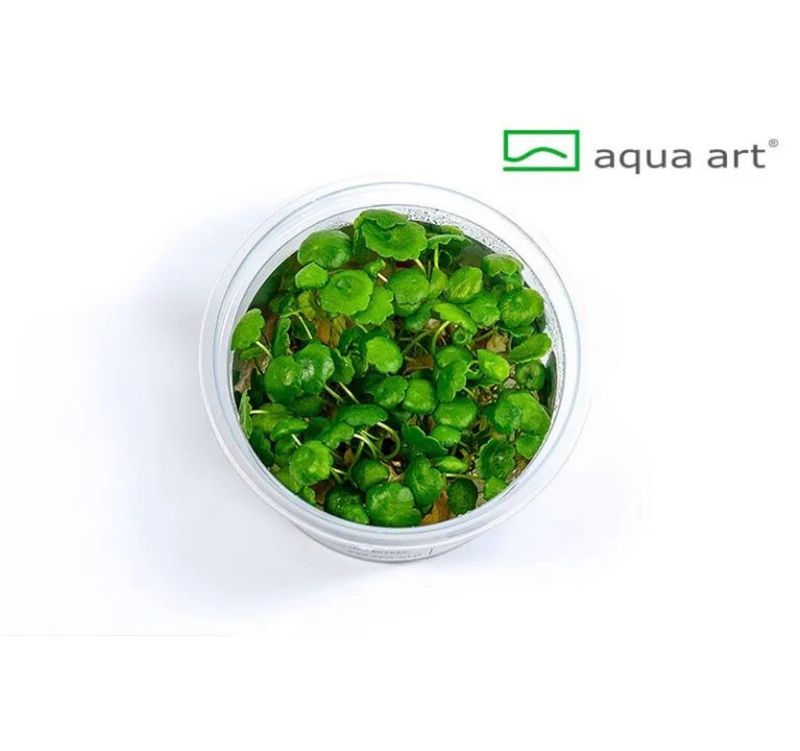 ? Hydrocotyle verticillata In Vitro | Planta tapizante de efecto paraguas