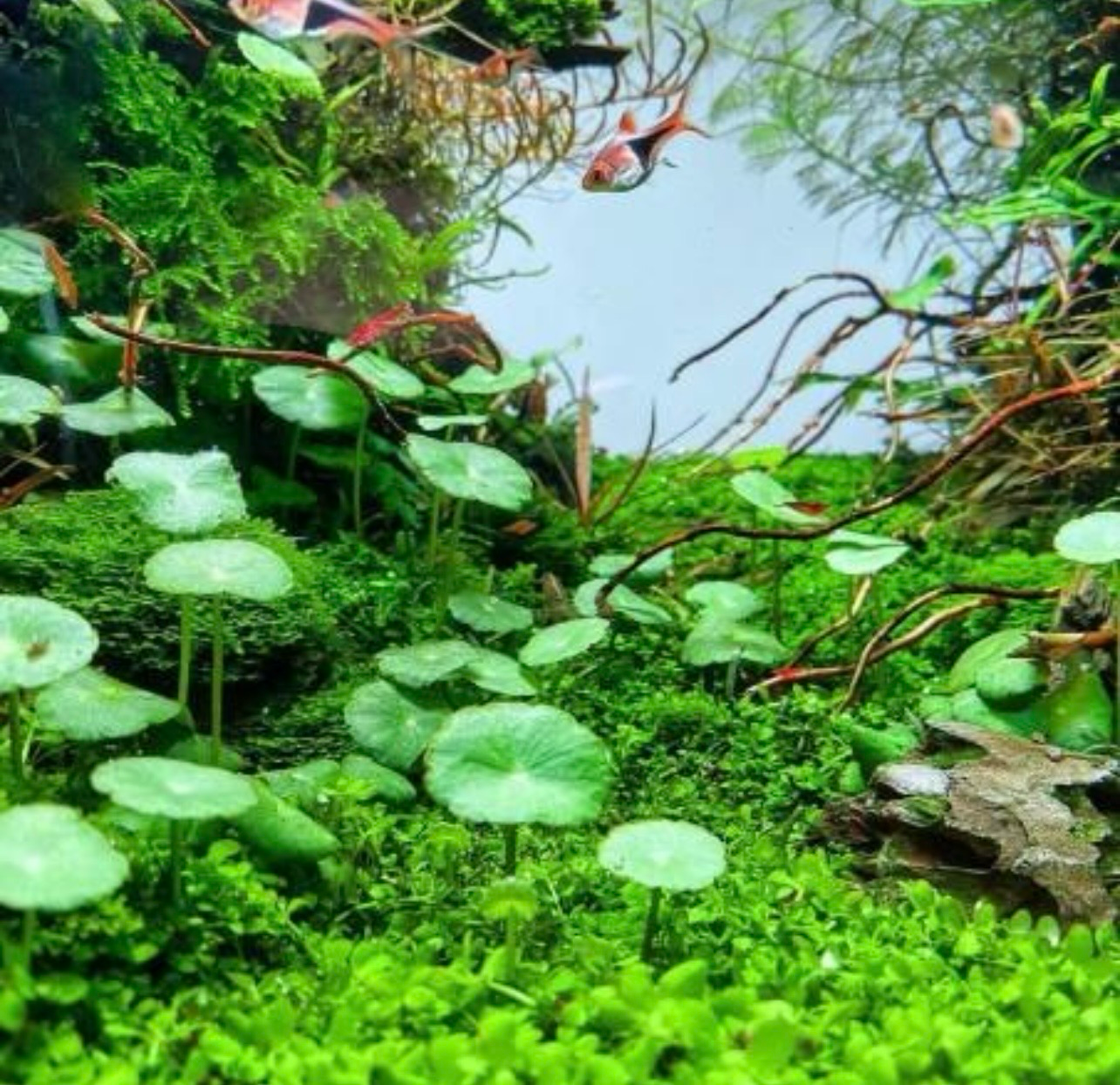 ? Hydrocotyle verticillata In Vitro | Planta tapizante de efecto paraguas