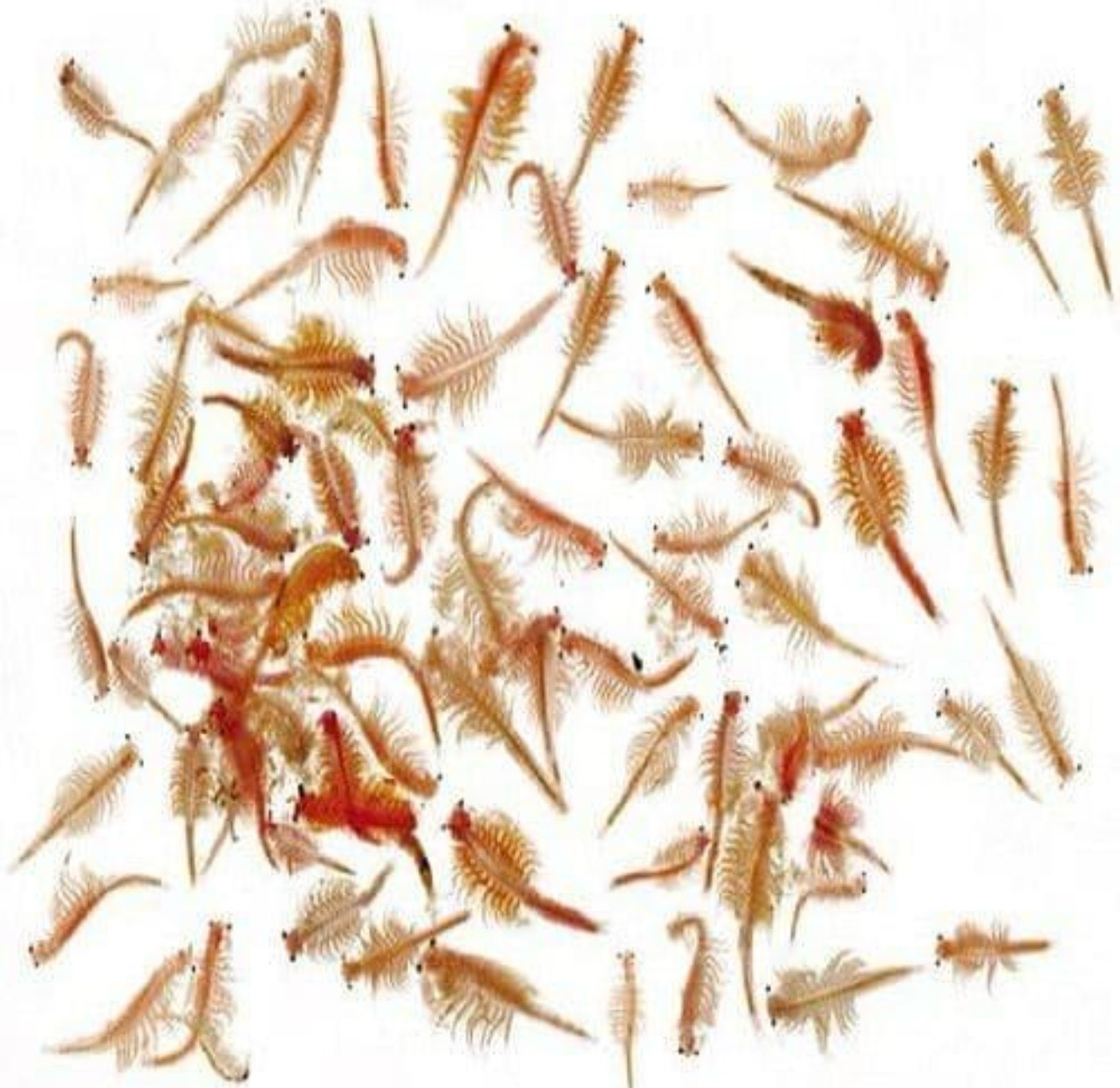 ?? Artemia salina adulta – SafeArt 1 Litro | Alimento vivo premium