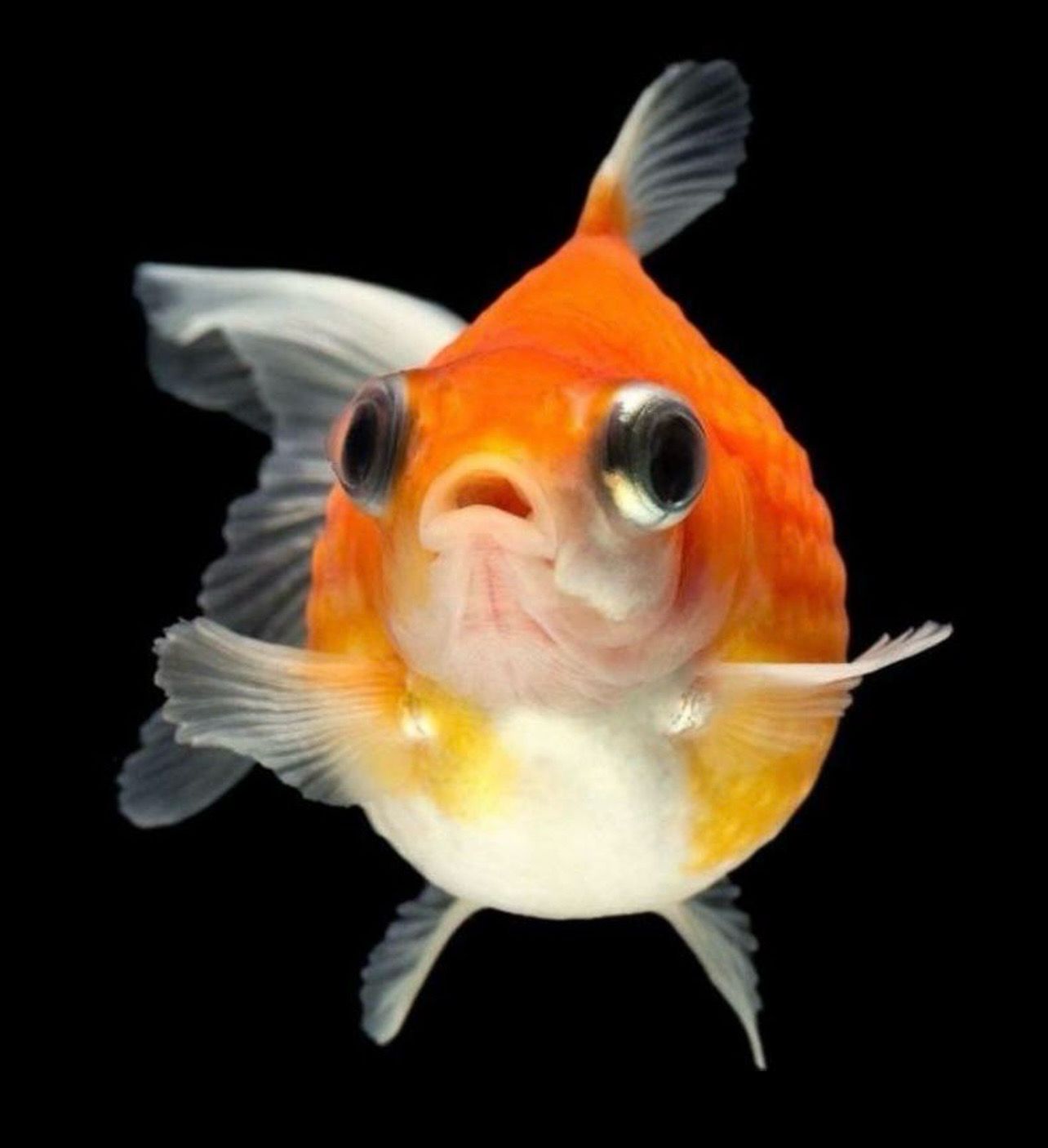 ?? Goldfish Escama de Perla | Carassius auratus