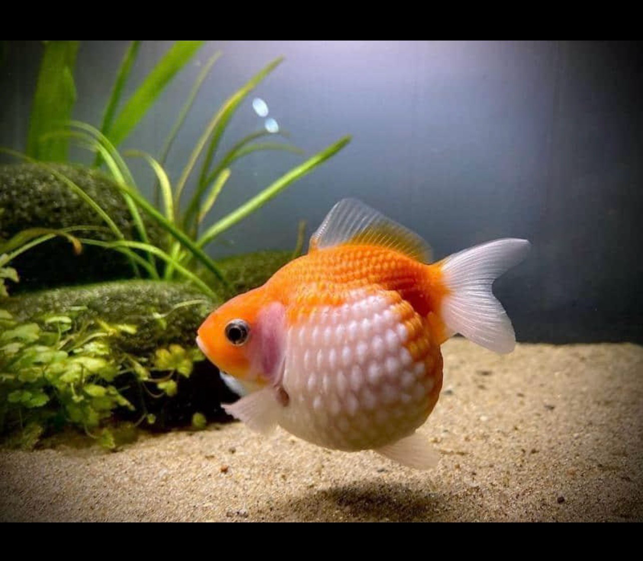 ?? Goldfish Escama de Perla | Carassius auratus