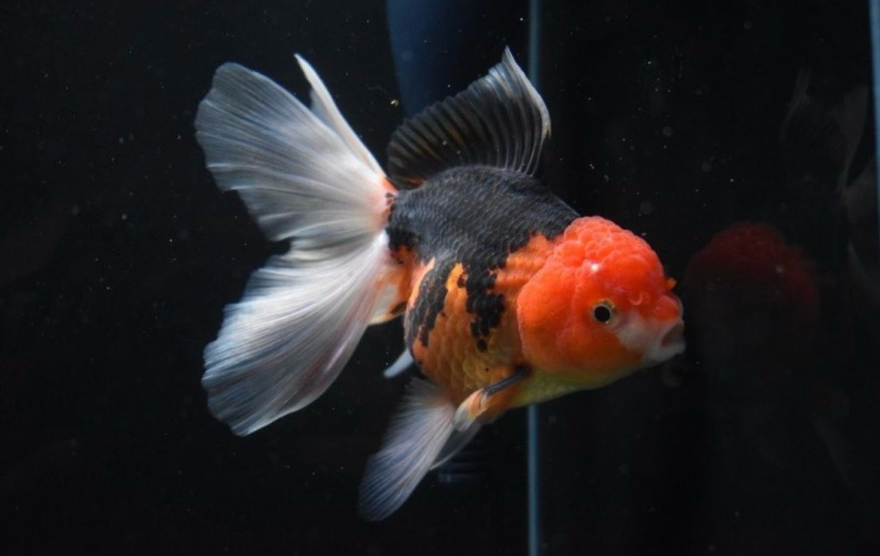 ?⚫⚪ Oranda Panda o Tricolor Calidad Premium | Carassius auratus