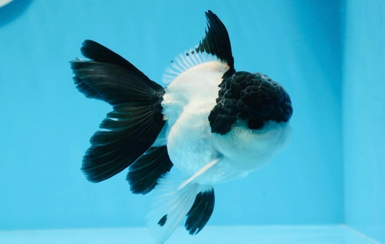 ?⚫⚪ Oranda Panda o Tricolor Calidad Premium | Carassius auratus