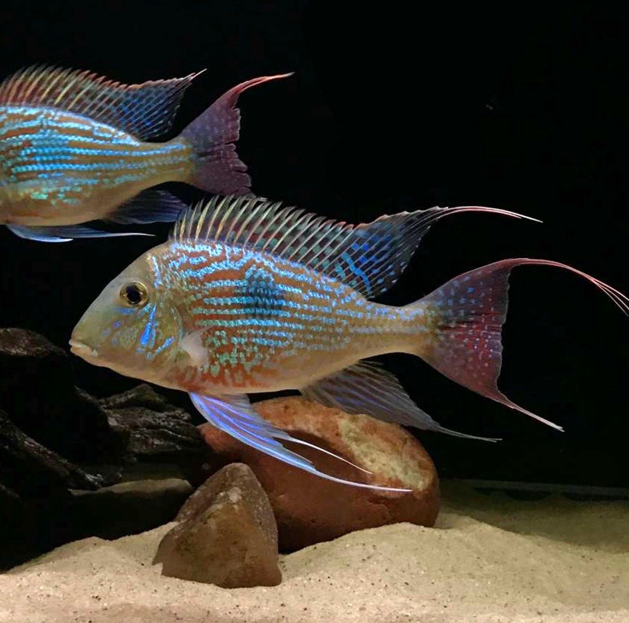 ?? Geophagus sveni | Cíclido sudamericano de gran belleza