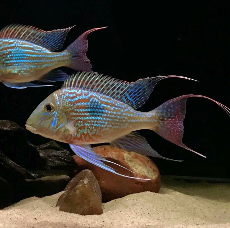 ?? Geophagus sveni | Cíclido sudamericano de gran belleza