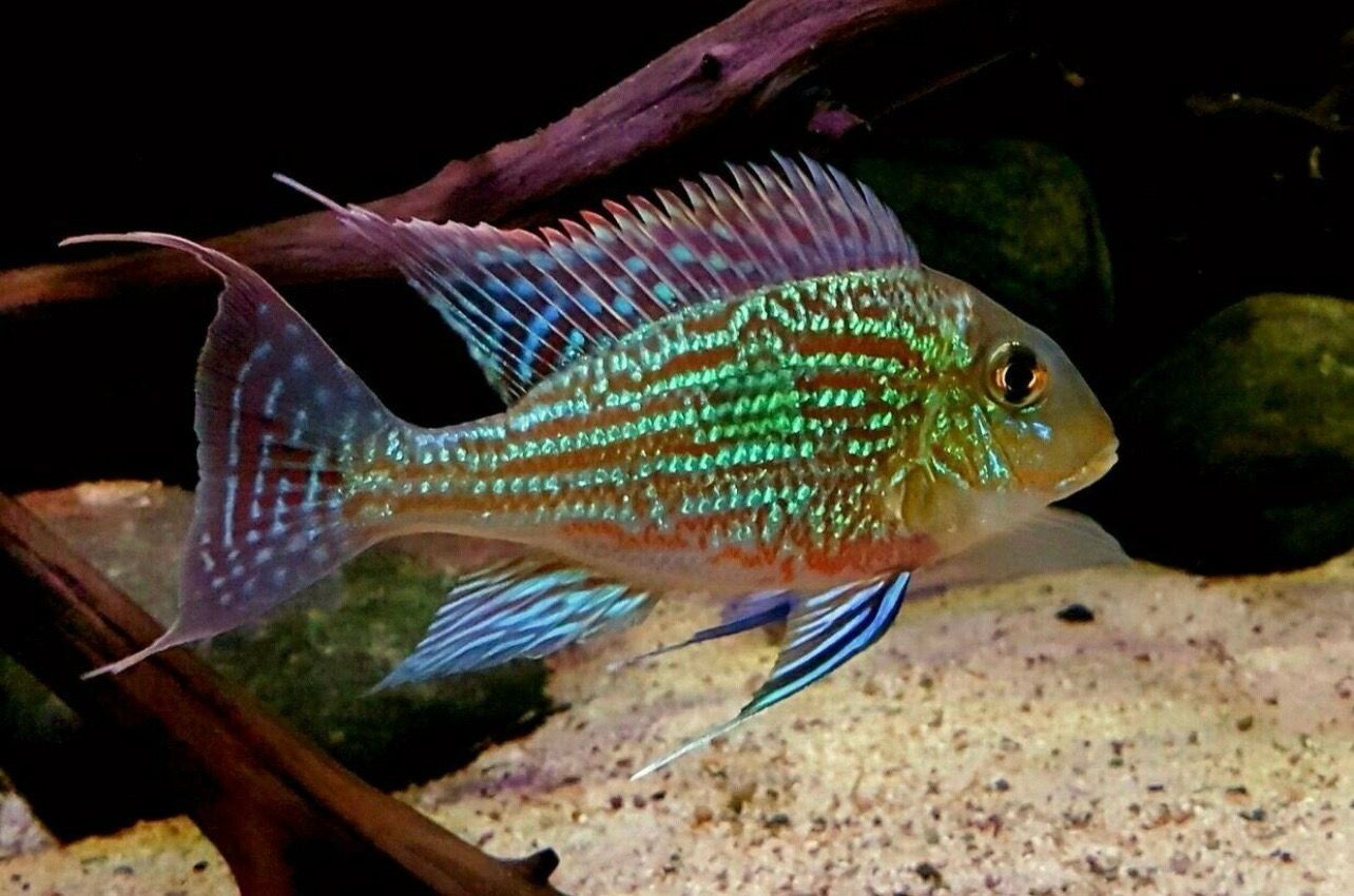 ?✨ Geophagus mirabilis | Cíclido sudamericano premium