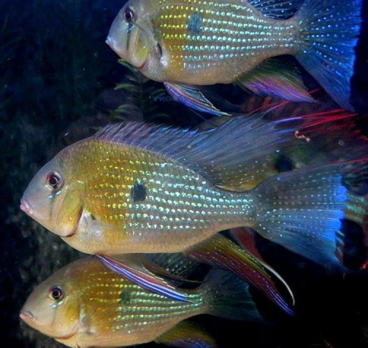 ?✨ Geophagus sp. “Teles Pires” | Cíclido sudamericano premium