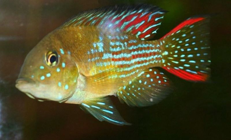 ?? Gymnogeophagus rhabdotus | Cíclido sudamericano de agua templada