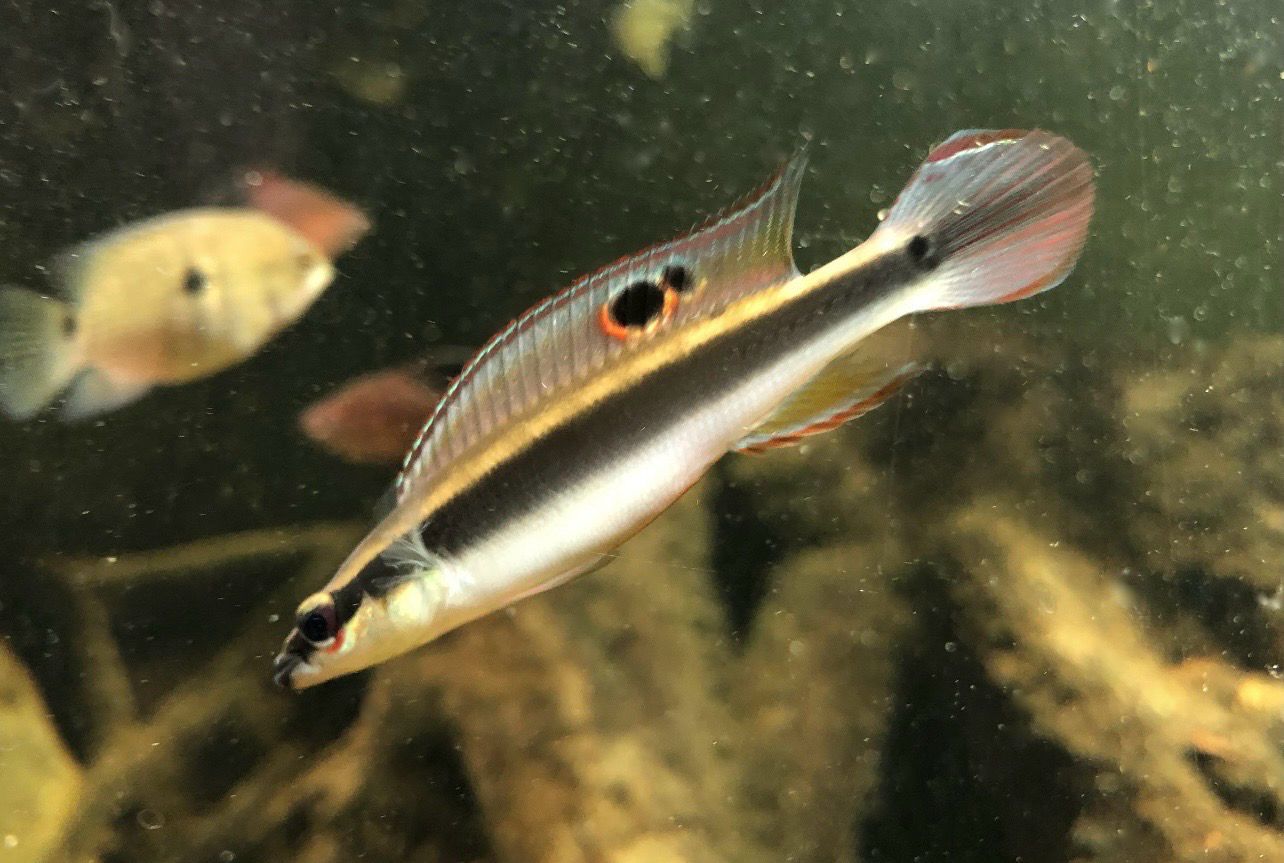 ?? Crenicichla geayi | Pike Cichlid amazónico