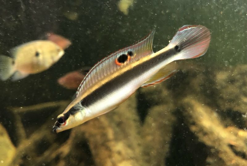 ?? Crenicichla geayi | Pike Cichlid amazónico