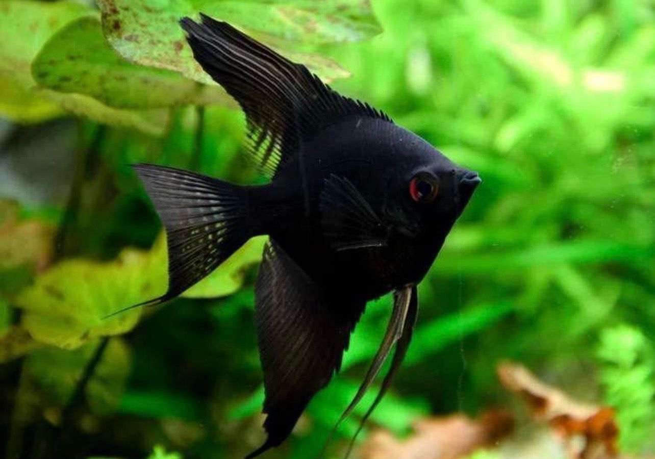 ?⚫ Escalar Negro Velvet 4–5 cm | Pterophyllum scalare